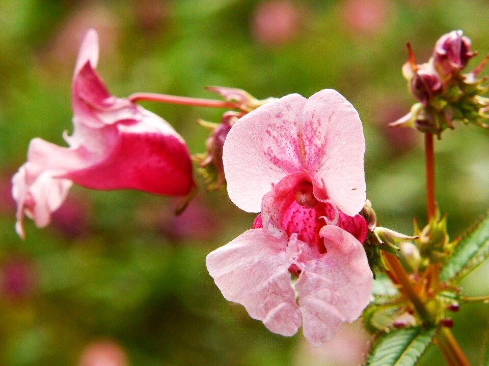 Wild flower red spring herb pink