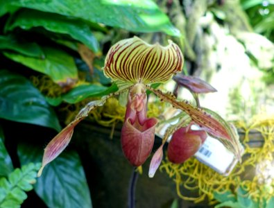Unidentified - Marie Selby Botanical Gardens - Sarasota, Florida - DSC01041