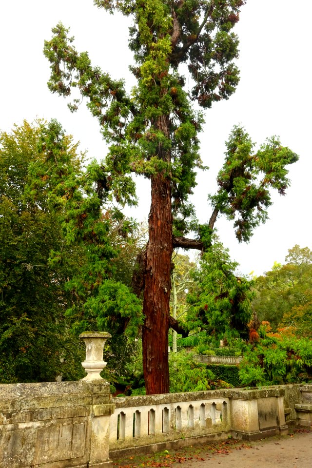 Unidentified - Jardim Botânico da Universidade de Coimbra - Coimbra, Portugal - DSC08862