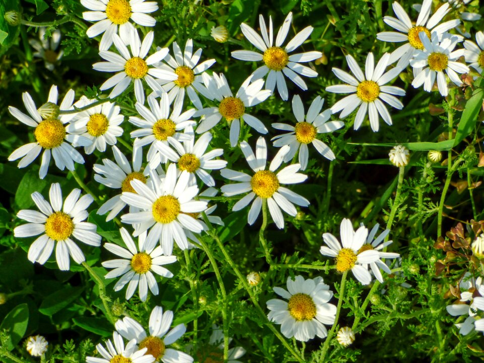 Wildflower white flower plant