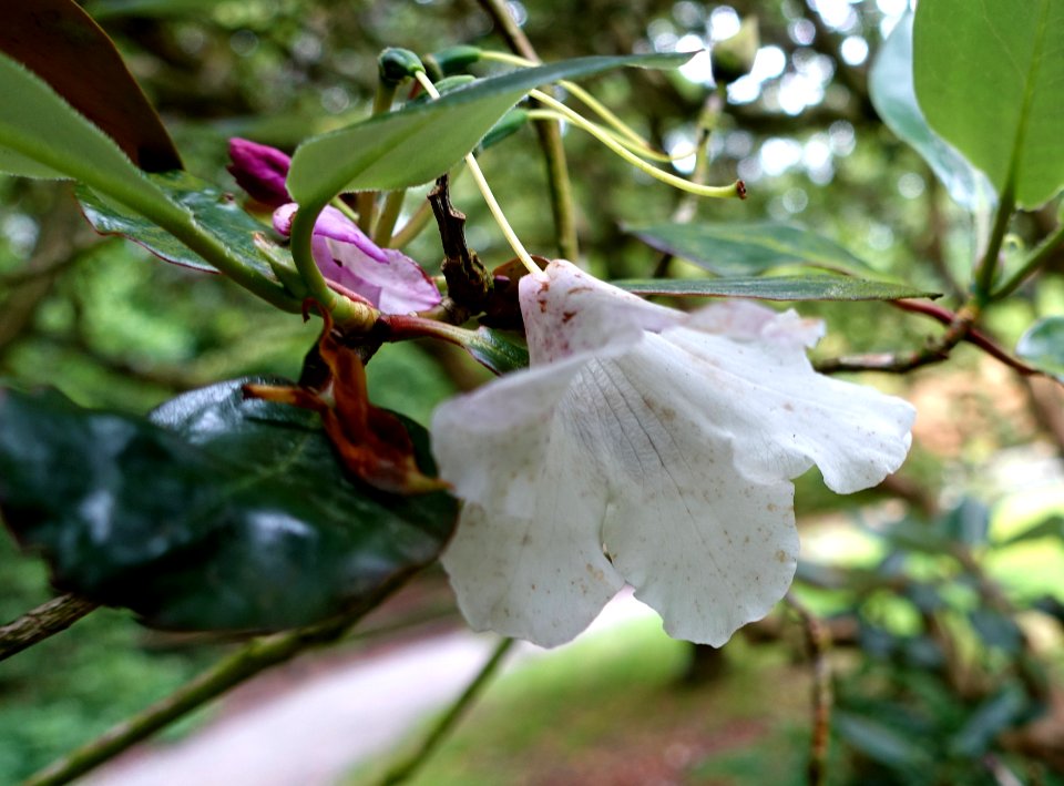 Unidentified Rhododendron - RHS Garden Harlow Carr - North Yorkshire, England - DSC01186