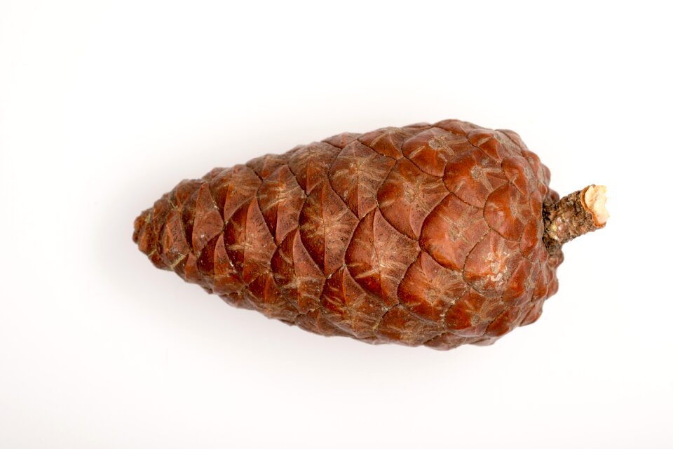 Forest cones scratchy