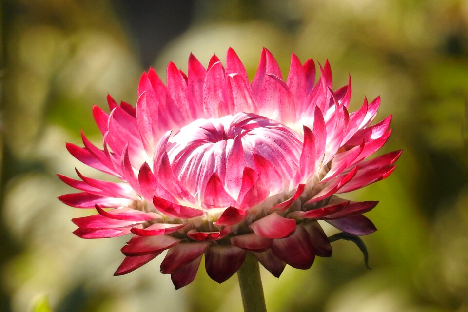 Bloom italicum red
