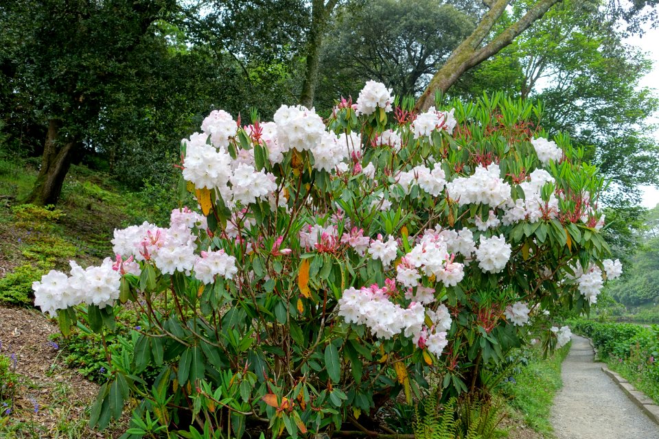 Unidentified rhododendron - Trebah Garden - Cornwall, England - DSC01539