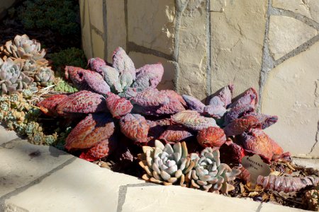 Unidentified plant - Hearst Castle - DSC06565
