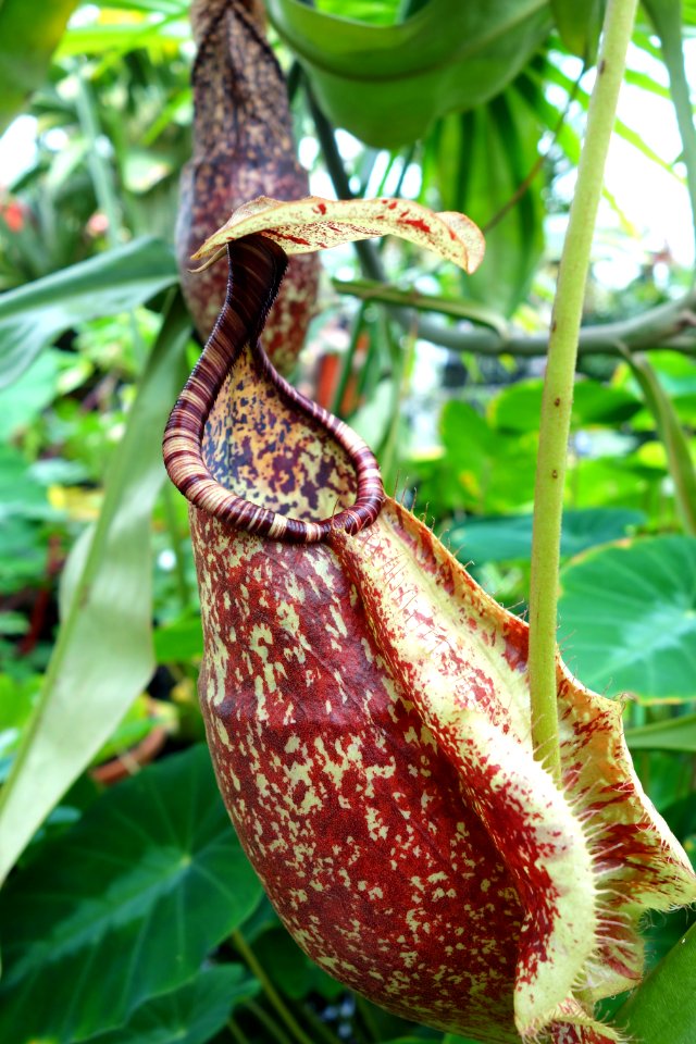 Unidentified pitcher plant - Conservatory of Flowers - San Francisco, CA - DSC03084
