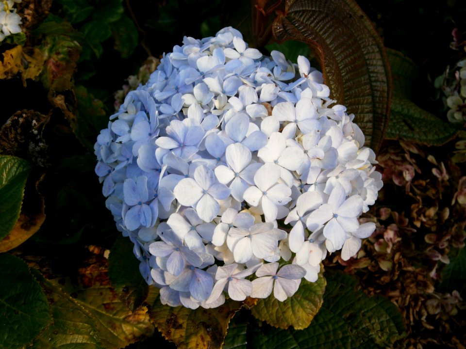 Unknow flower