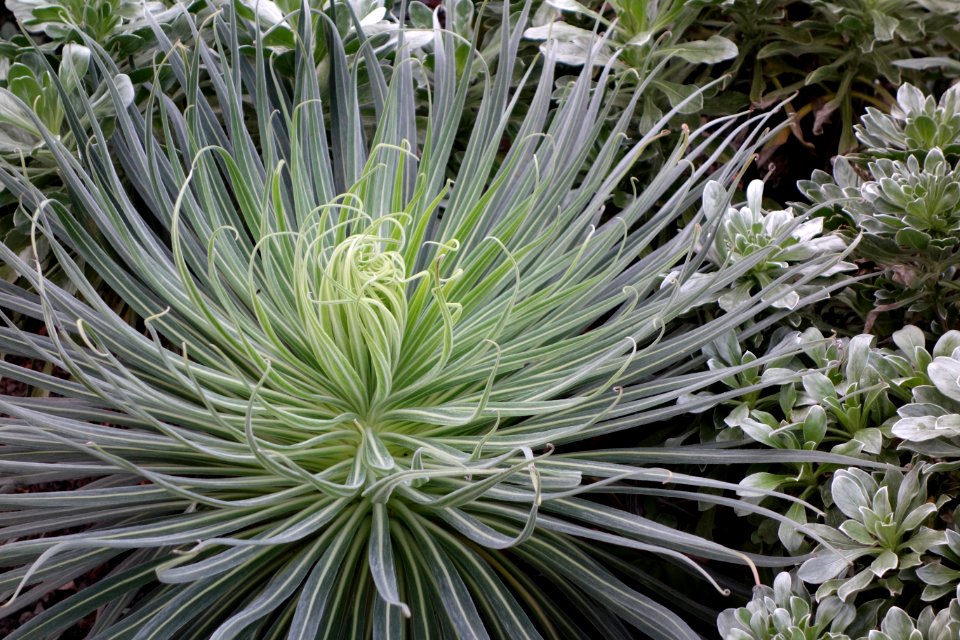 Unidentified plant - Botanischer Garten, Dresden, Germany - DSC08423