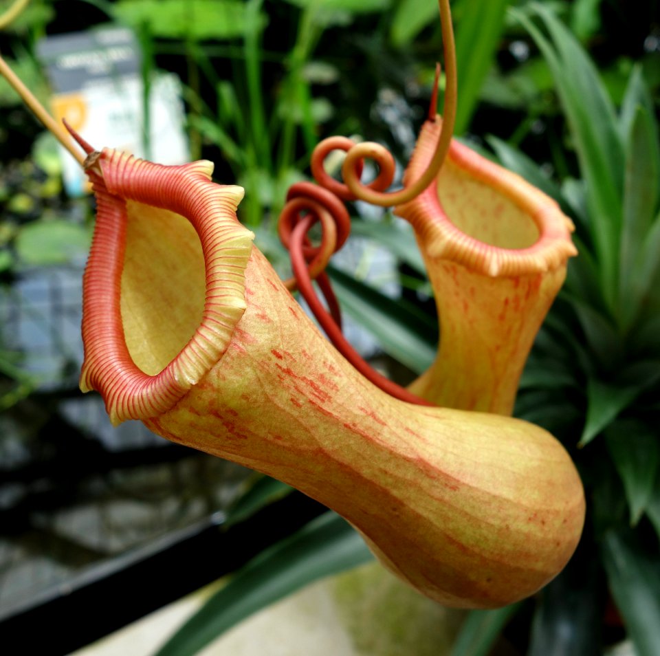 Unidentified pitcher plant - Conservatory of Flowers - San Francisco, CA - DSC03082