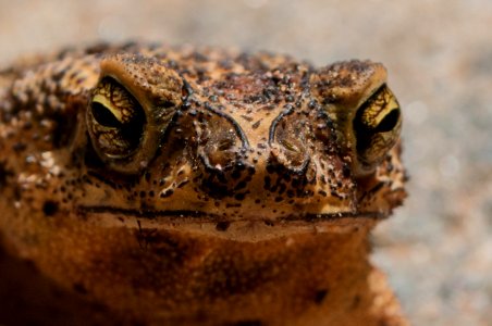Unknow frog