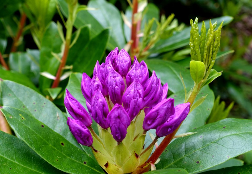 Unidentified rhododendron - Trebah Garden - Cornwall, England - DSC01383
