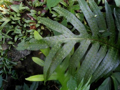 Unidentified plant in Hainan - 01