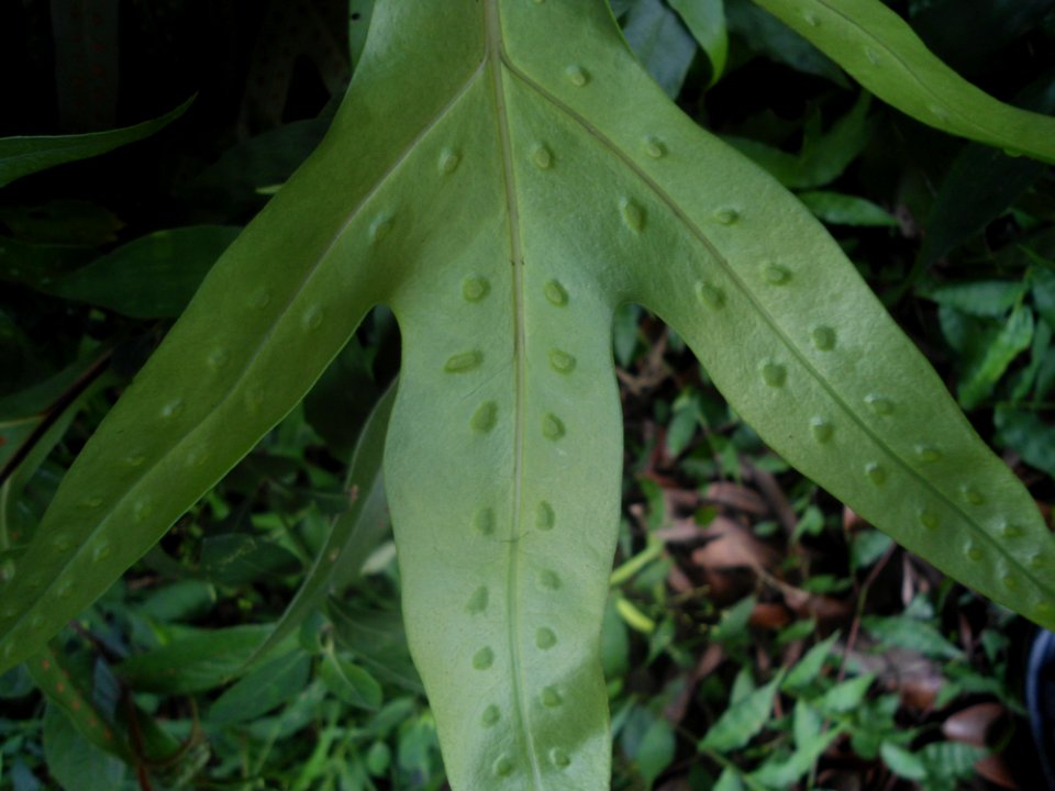 Unidentified plant in Hainan - 05