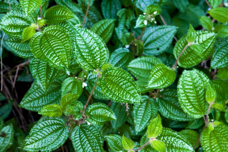 Unidentified Pilea