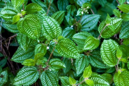 Unidentified Pilea