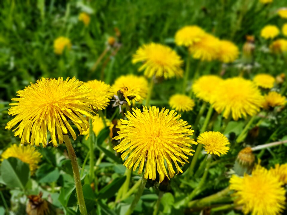 Spring sonchus oleraceus dandelion
