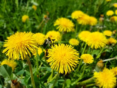 Spring sonchus oleraceus dandelion