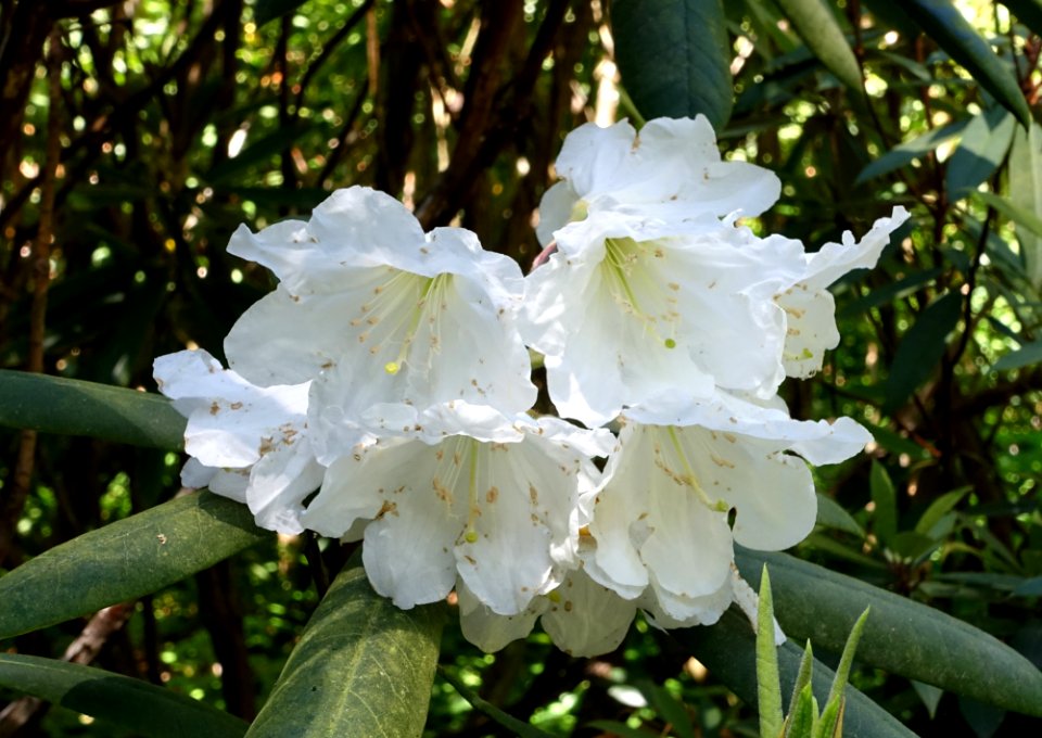 Unidentified Rhododendron - UBC Botanical Garden - Vancouver, Canada - DSC07802