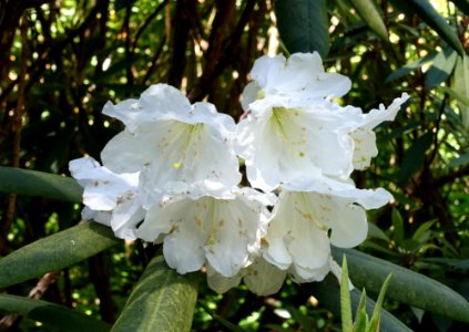 Unidentified Rhododendron - UBC Botanical Garden - Vancouver, Canada - DSC07802