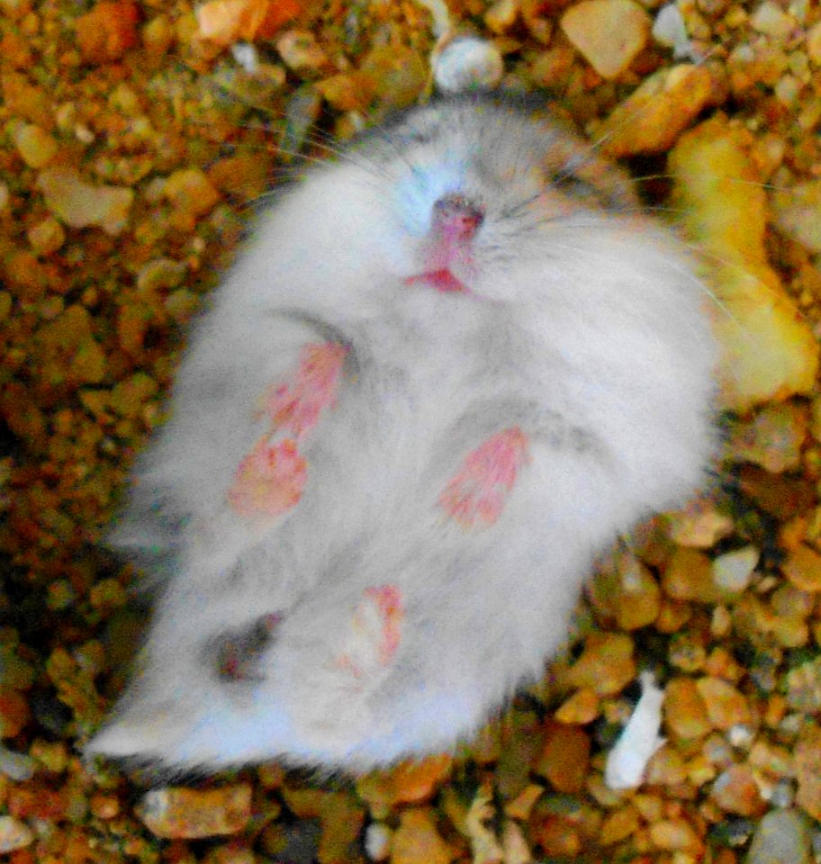 Unidentified Phodopus sleeping - 02