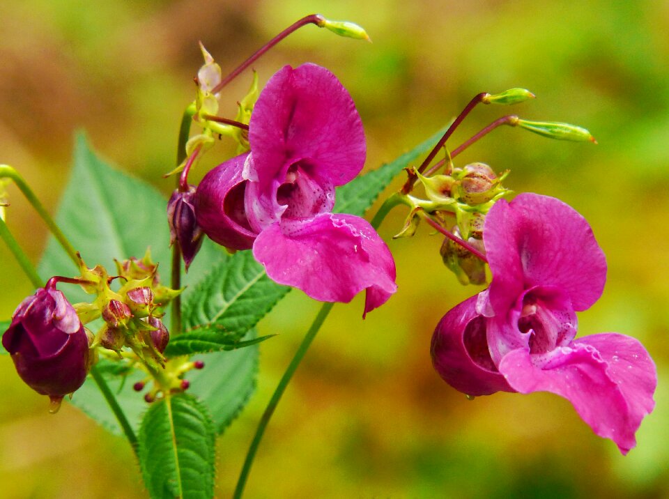 Wild flower red spring herb pink