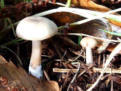 Unidentified mushrooms pic-004