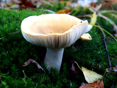Unidentified mushrooms pic-001