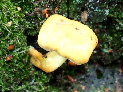 Unidentified mushrooms pic-008
