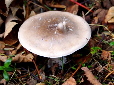 Unidentified mushrooms pic-024