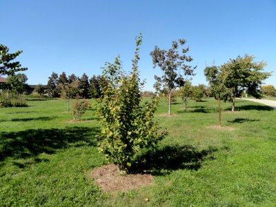 University of Kentucky Arboretum - DSC09319
