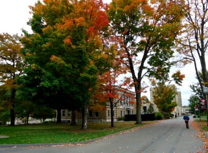 University of Massachusetts at Amherst campus view trees and pathway