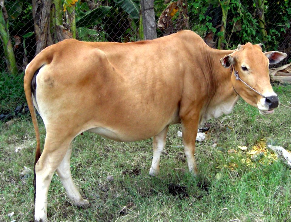 Unknown animal in Vietnam