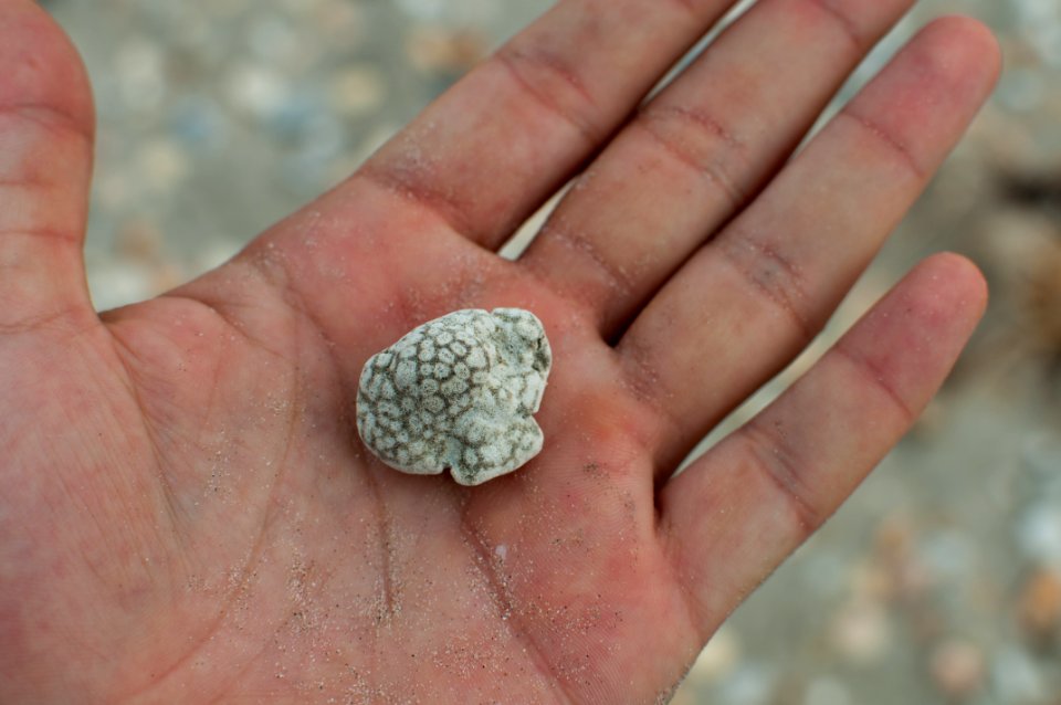 Unidentified shell, La Guardia 13