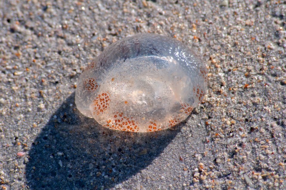 Unknown animal from Margarita island