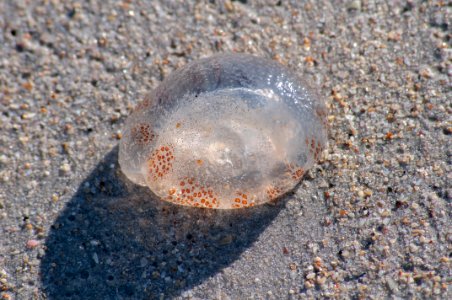 Unknown animal from Margarita island