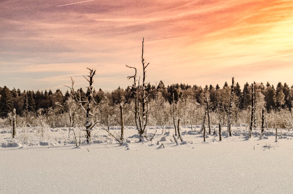 Winter nature tree