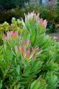 Unidentified plant - UC Santa Cruz Arboretum - DSC07310