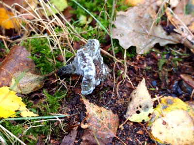 Unidentified mushrooms pic-033