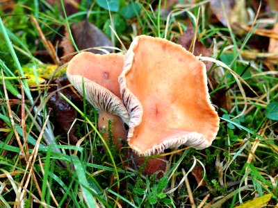 Unidentified mushrooms pic-017