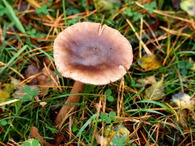 Unidentified mushrooms pic-019