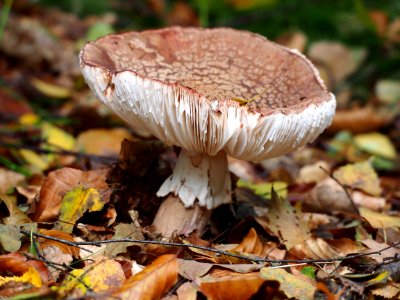 Unidentified mushrooms pic-011