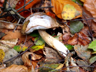 Unidentified mushrooms pic-013