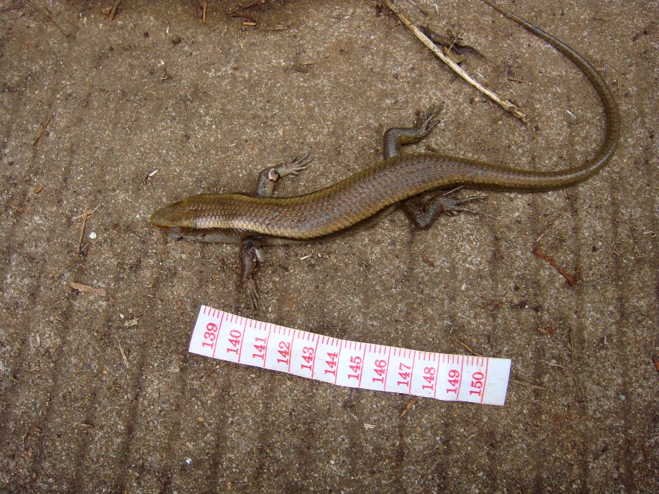 Unidentified lizard - 01