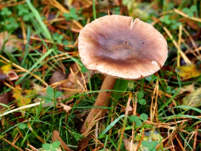 Unidentified mushrooms pic-018
