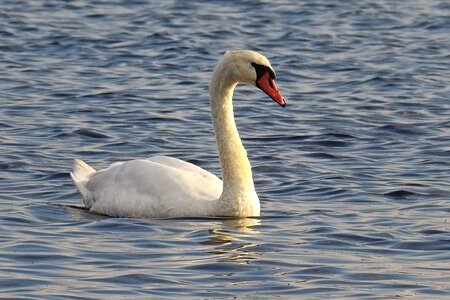 Lake bird water bird