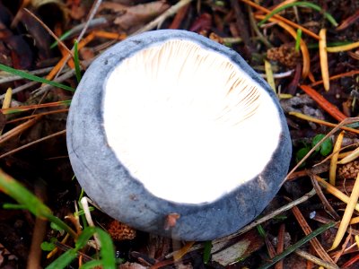 Unidentified mushrooms pic-005