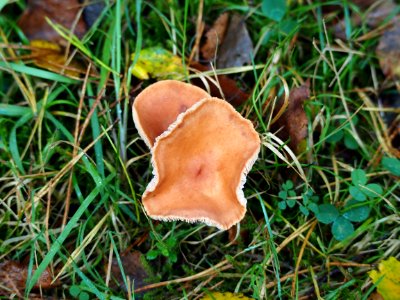 Unidentified mushrooms pic-016