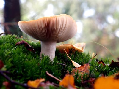 Unidentified mushrooms pic-003