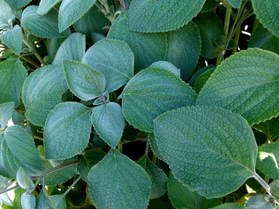 Unidentified plants from Jardin du Luxembourg