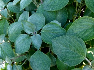Unidentified plants from Jardin du Luxembourg
